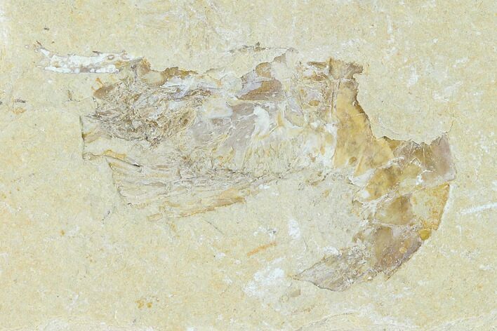 Cretaceous Fossil Shrimp - Lebanon #123883